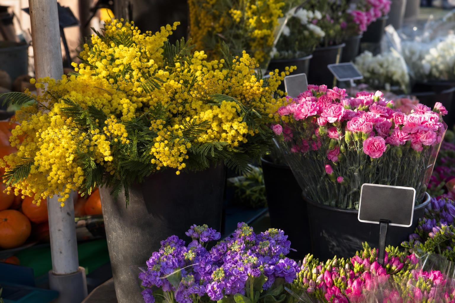 Mimosa, œillets et violettes, les stars des étals niçois selon la saison.